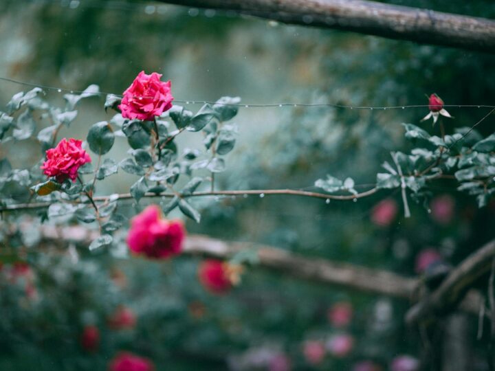 Parco delle Rose
